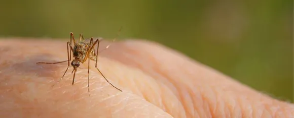 Mosquitoes: जानें मच्छर से बचने के 5 उपाय