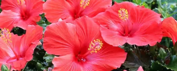 Hibiscus Flower: औषधीय गुणों से भरपूर है गुड़हल का फूल