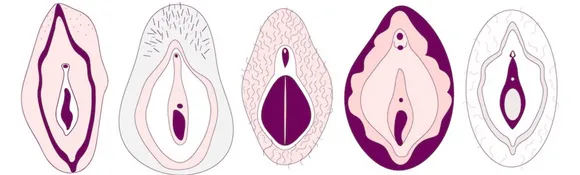 Vulva And Vagina: वल्वा और वजाइना के बीच के अंतर