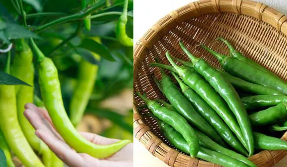Benefits Of Green Chilli: जानिए डेली हरी मिर्च खाने के हेल्थ बेनेफिट्स