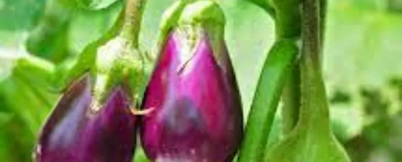 benefits of brinjal