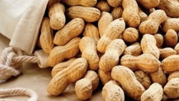 Peanuts In Winters: जानें सर्दियों में मूंगफली खाने के ये 5 फायदे