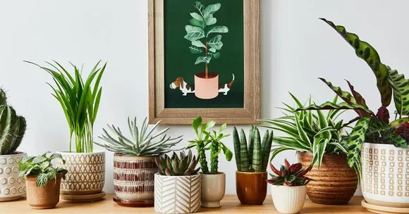 घर में लगाएं ये आसान देखभाल वाले Indoor Plants