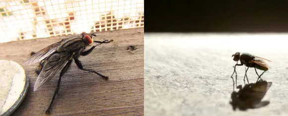 Get Rid From Flies: जानें घर में मक्खियों से कैसे छुटकारा पा सकते हैं