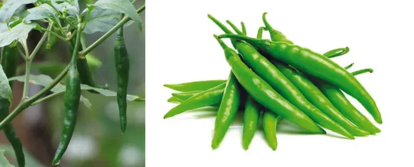 Benefits Of Green Chilli: जानिए हरी मिर्च के कुछ बड़े स्वास्थ्य लाभ