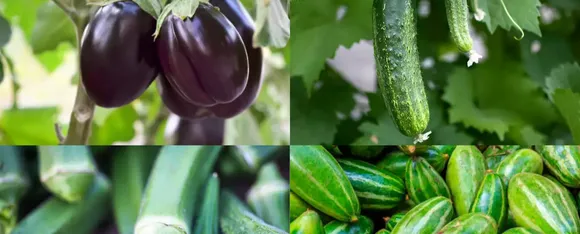 Summer Vegetables: गर्मियों में जरूर खाएं ये 5 सब्जियां