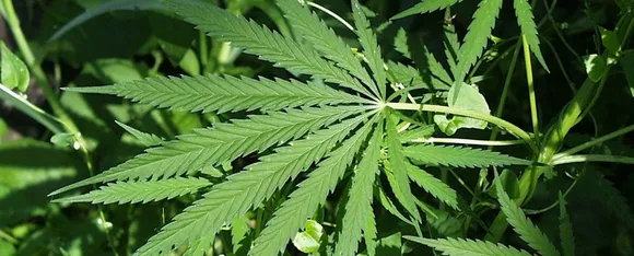 Cannabis : गांजा पीने से हो सकते हैं महिलाओं को यह 5 नुकसान