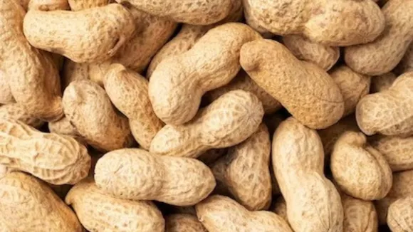 Peanut Benefit: सर्दियों में मूंगफली खाने के फायदे