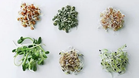 Benefits Of Sprouts: अंकुरित अनाज और दालें खाने के फायदे
