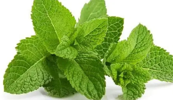 Mint Leaf Benefits: जानिए पुदीना के फायदे