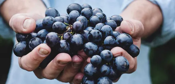 Grape Stomping & Holi Brunch at JW Marriott Hotel Bengaluru