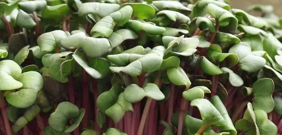 Embrace a healthy beginning to a Nutritious life with Farm2Fam’s microgreens