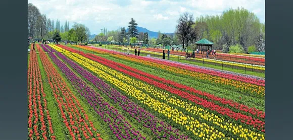 Asia’s Largest Tulip Garden is now open For Tourists…