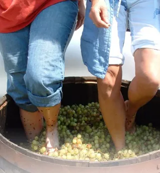 The Resort Grape Stomping and wine Tasting Fest