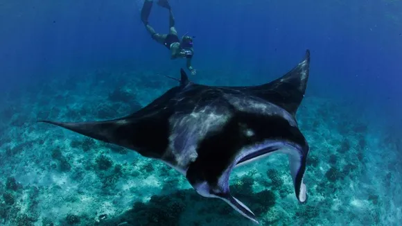 Swim with the World’s Largest Known Population of Mantas at Four Seasons Resort Maldives at Landaa Giraavaru