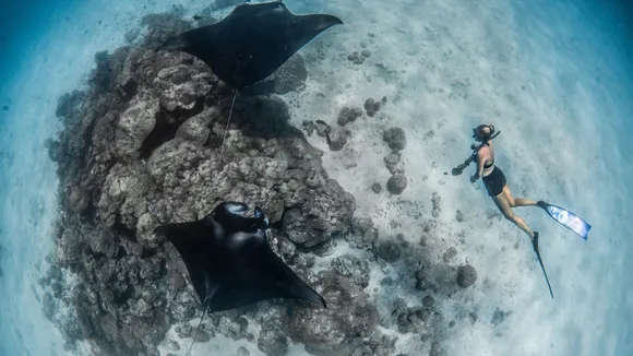 An Up-close Invitation to Meet The World's Largest Known Manta Ray Population at Four Seasons Maldives