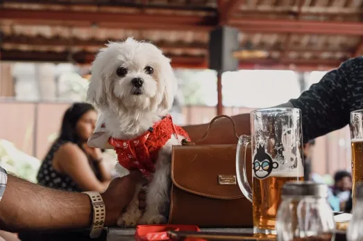 BIRA 91 Taproom Partners with Pet Fed India to present 'Bengaluru Pupper Party'