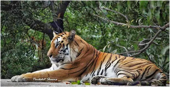 The Tiger Reserve Hexagon Madhya Pradesh