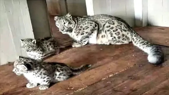 2 snow leopard and 4 red panda cubs born in darjeeling Padmaja Naidu Himalayan Zoological Park, দার্জিলিং চিড়িয়াখানা, রেড পান্ডা, তুষারচিতা