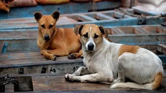 News in West Bengal Live: বাঁকুড়ার হাসপাতালের শৌচাগার থেকে ভ্রুণ তুলে নিয়ে গেল কুকুর