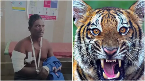 Tiger Attacks Fisherman