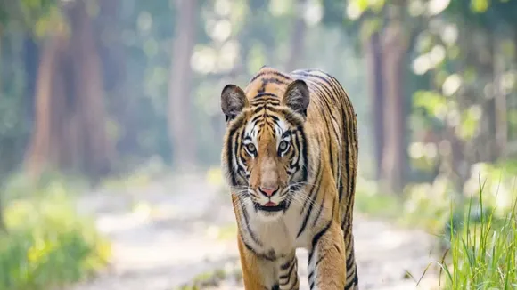 west bengal news,purulia news,tiger in purulia,purulia tiger scare,পুরুলিয়ায় বাঘের আতঙ্ক