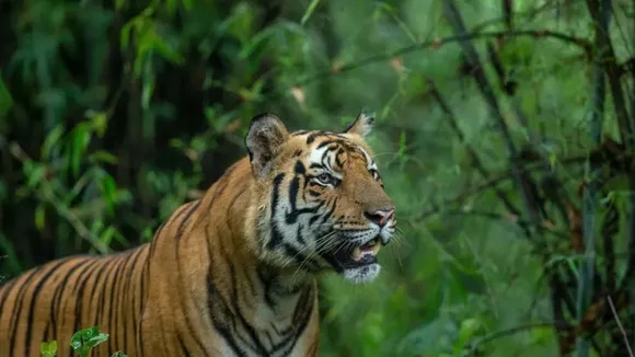 Tiger footprints in Jhargram,Tiger in Jhargram,Tiger in belpahari,west bengal news,বেলপাহাড়িতে বাঘ