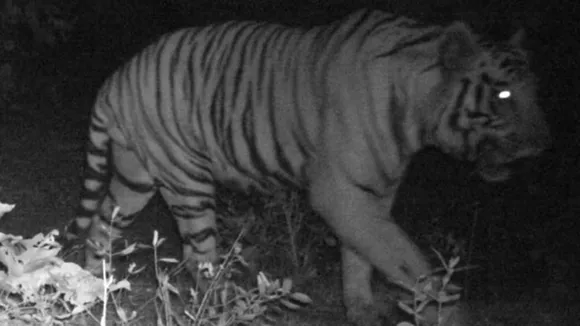 Tiger spotted in trap camera: জঙ্গলে বসানো ট্র্যাপ ক্যামেরা থেকে পাওয়া গেল বাঘের ছবি