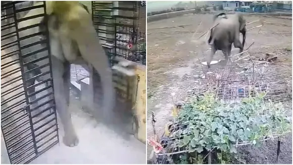 Dooars,elephant,north bengal, west bengal news,ডুয়ার্স, ডুয়ার্সে রিসর্টের গেট ভেঙে ভিতরে ঢুকে পড়ল হাতি