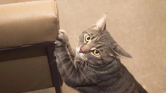 Pet Cat Scratching: কেন বিড়াল আসবাবপত্র আঁচড়ায়?