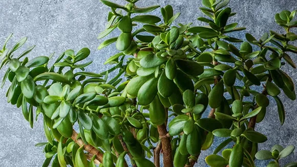 Jade Plant Care tips: বাড়িতে জেড গাছ থাকলে কীভাবে এর যত্ন নেবেন