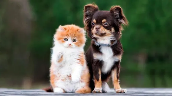 Dogs or Cats as pets: দুই প্রাণীর মধ্যে বাড়িতে পোষার জন্য কোনটা ভাল