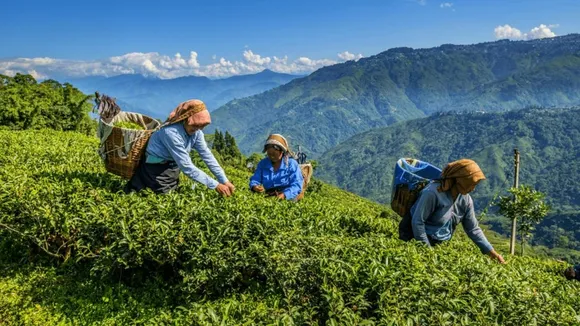 Darjeeling Tea Garden