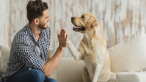 Pet care for hot and humid weather: গরমে আপনার পোষ্যের বিশেষ যত্ন প্রয়োজন