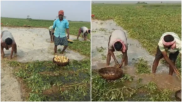 Due to hailstorm there is a risk of major loss in potato cultivation in East Burdwan: শিলাবৃষ্টির জেরে পূর্ব বর্ধমানে আলু চাষে ব্যাপক ক্ষতির আশঙ্কা