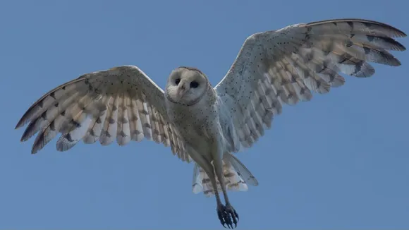 australian grass owl seen in malda: অস্ট্রেলীয় ঘাসপেঁচা মালদা