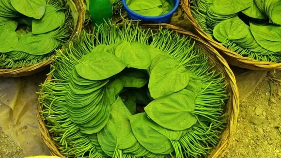 Betel Leaves Kadha: পান পাতার ক্বাথের ৫টি উপকারিতা জানুন