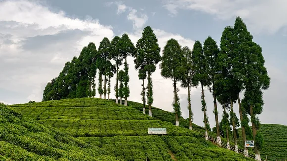 north bengal offbeat destination tingling tea garden,north bengal,tingling,mirik,darjeeling,offbeat destination,puja trip,north bengal trip,উত্তরবঙ্গ অফবিট ডেস্টিনেশন টিংলিং চা বাগান,মিরিক,দার্জিলিং,অফবিট ডেস্টিনেশন
