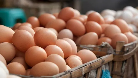 Bangladesh takes 2.5 lakhs eggs from india, ভারত, বাংলাদেশ, ডিম, আমদানি