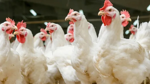 West Bengal has stopped importing chicken meat and eggs from Odisha due to bird flu scare, ওড়িশা, বার্ড ফ্লু, মুরগি, ডিম