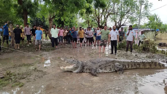 crocodile rescue 