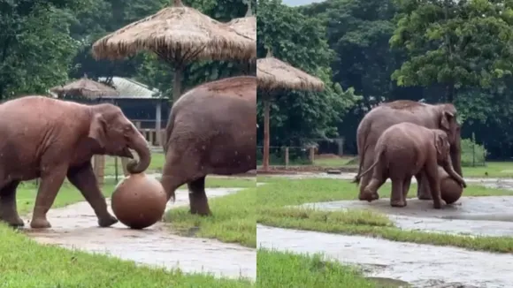 elephant playning football with his mother