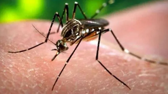 Zaika, kerala Woman, Aedis Mosquito