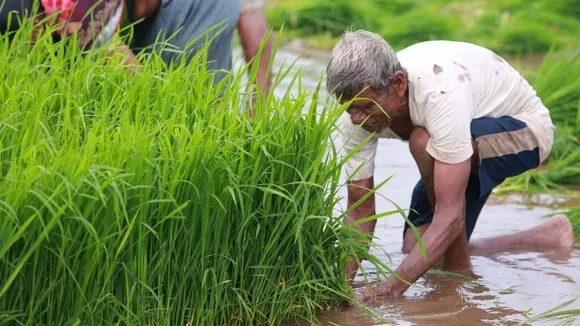 Kharif Seeds, Rainfall, Monsoon