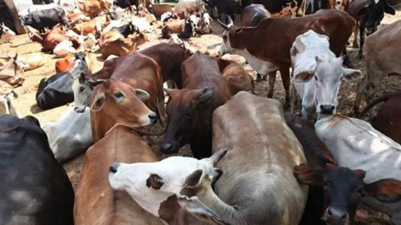 Allahabad High Court, Cow Slaughter, National Animal