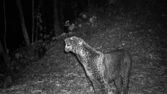 Rare Black Leopard spotted in Buxa Tiger Reserve