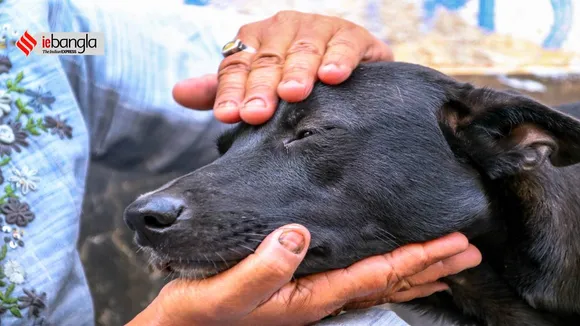 Street Dog, Stray Dog, Pet Care