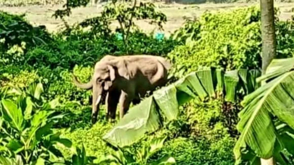 Jalpaiguri, Elephant, 144 section