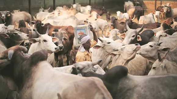 Cow dung and urine can strengthen indias economy Shivraj Singh Chouhan