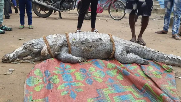 Hooghly, Serampore, Crocodile